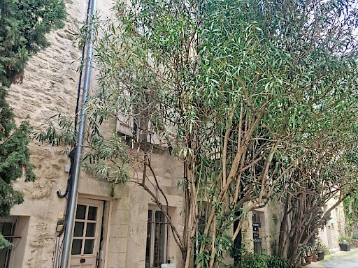 Maison Villeneuve Les Avignon 6 pièce(s) de173 m2 habitables, terrasse de 22 m² avec vue sur le palais des Papes, cave. - 2